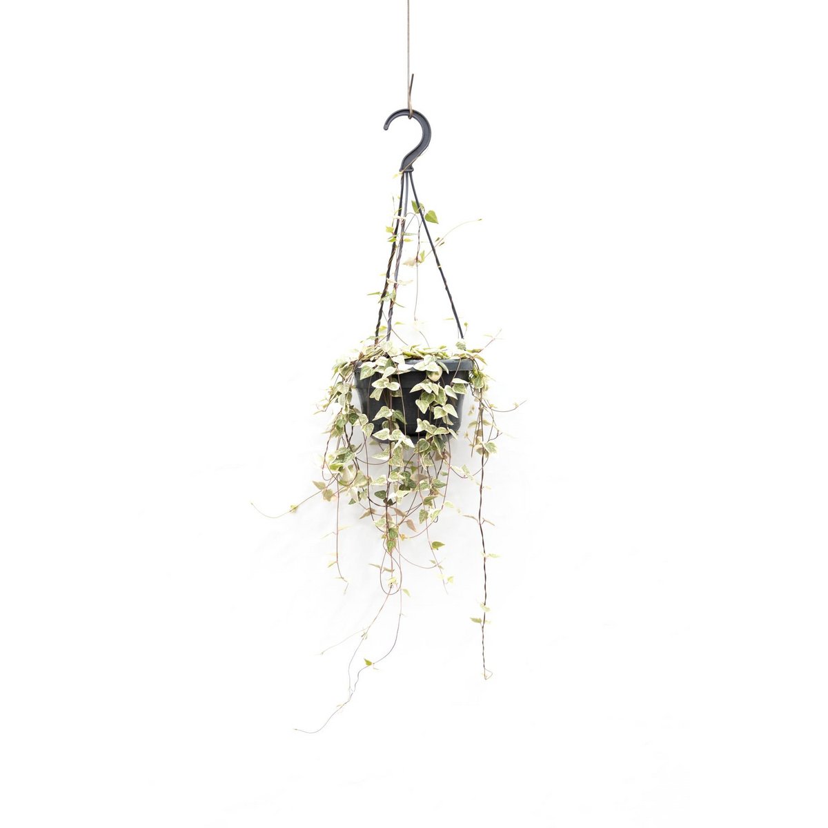 Ceropegia Merel hangplant Ø14cm 50cm