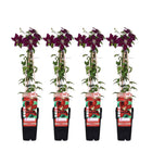 Clematis Niobe 4 stuks ↨65cm Ø15cm rood