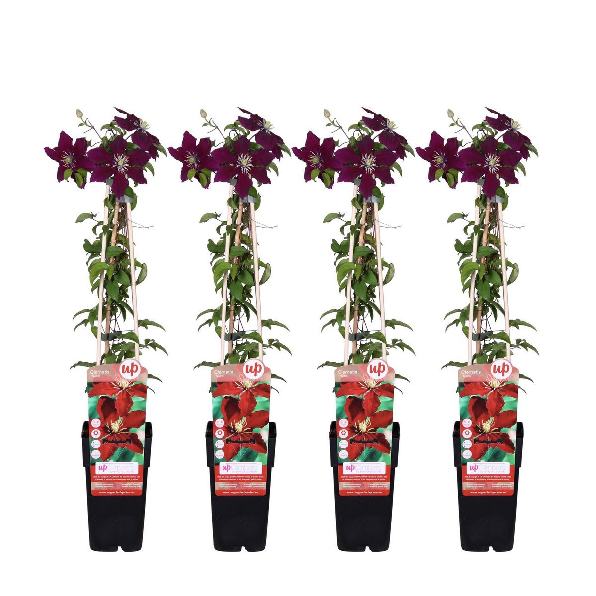 Clematis Niobe 4 stuks ↨65cm Ø15cm rood