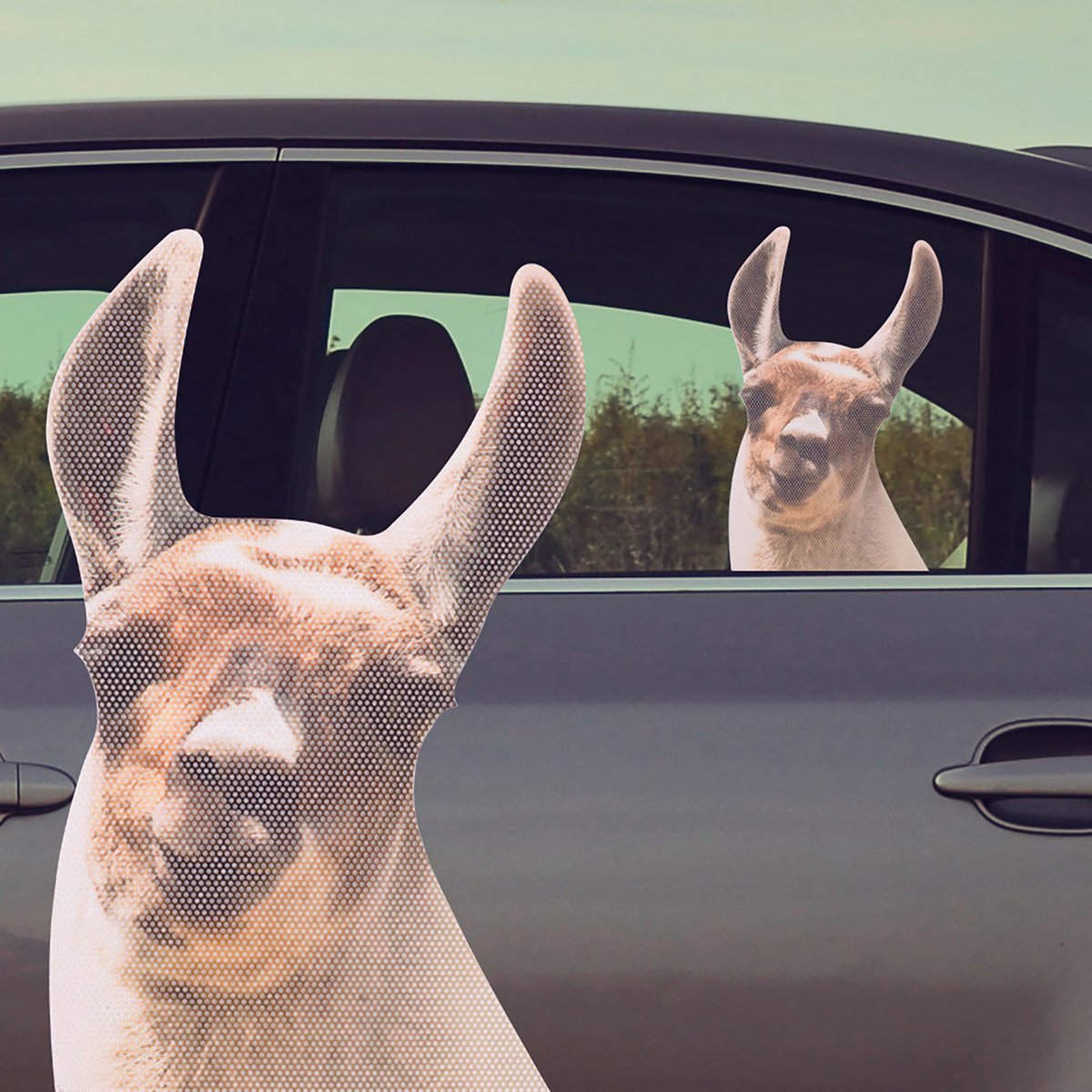 Raamsticker auto 29x19 cm Llama