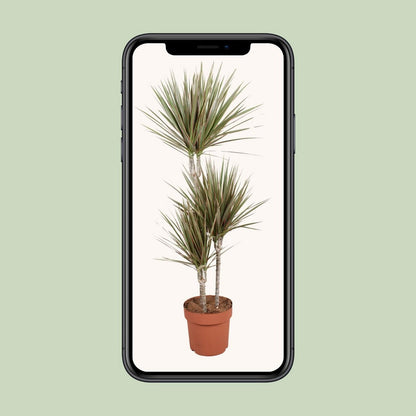 Kamerplant Dracaena Bicolor Ø21cm 120cm
