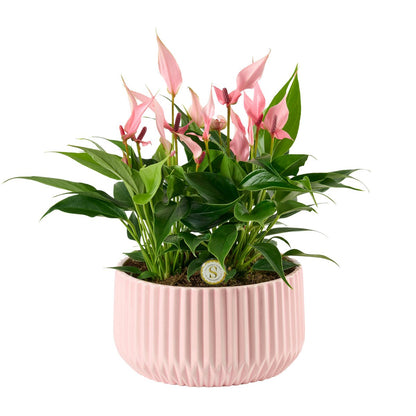 Keramieken pot Madeira Pink 18 cm