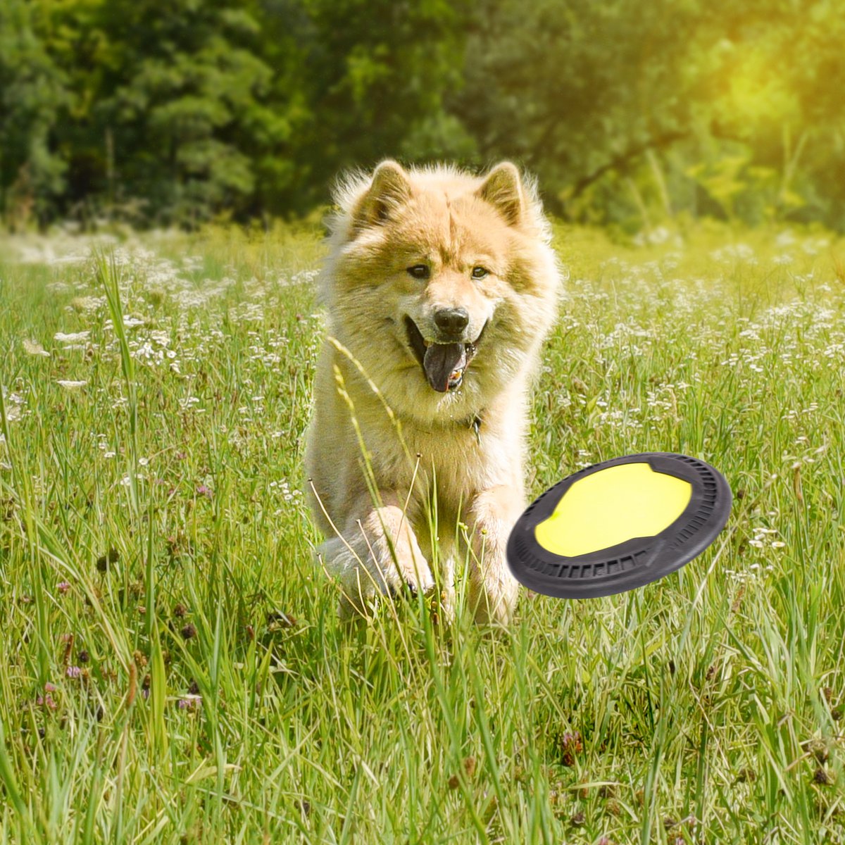 NE & NO® Dog-having-beat / Wide-flying dog toy