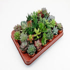 LOCK | Succulents 30 Pieces Pot Size 5.5cm