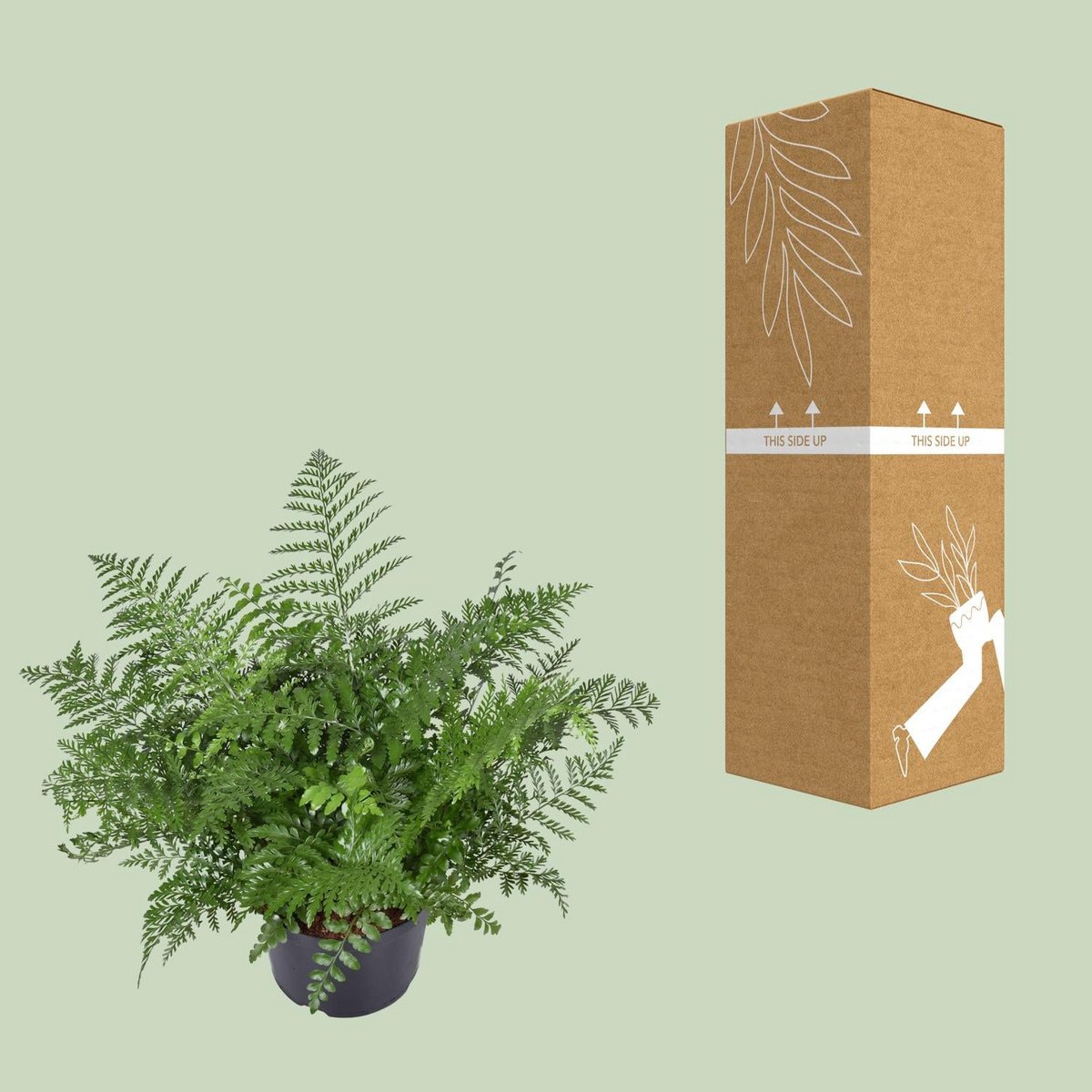 Asplenium Parvati kamerplant