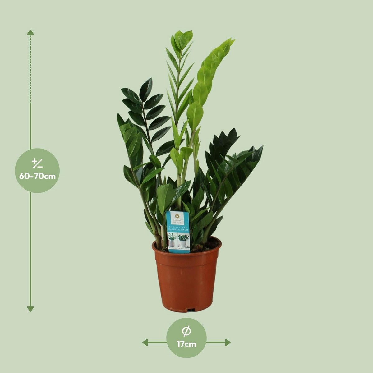 Kamerplant Zamioculcas (ZZ-plant) Ø17x65 cm