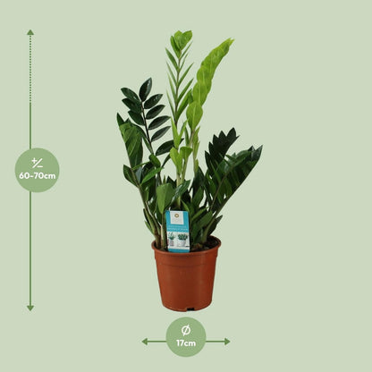 Kamerplant Zamioculcas (ZZ-plant) Ø17x65 cm