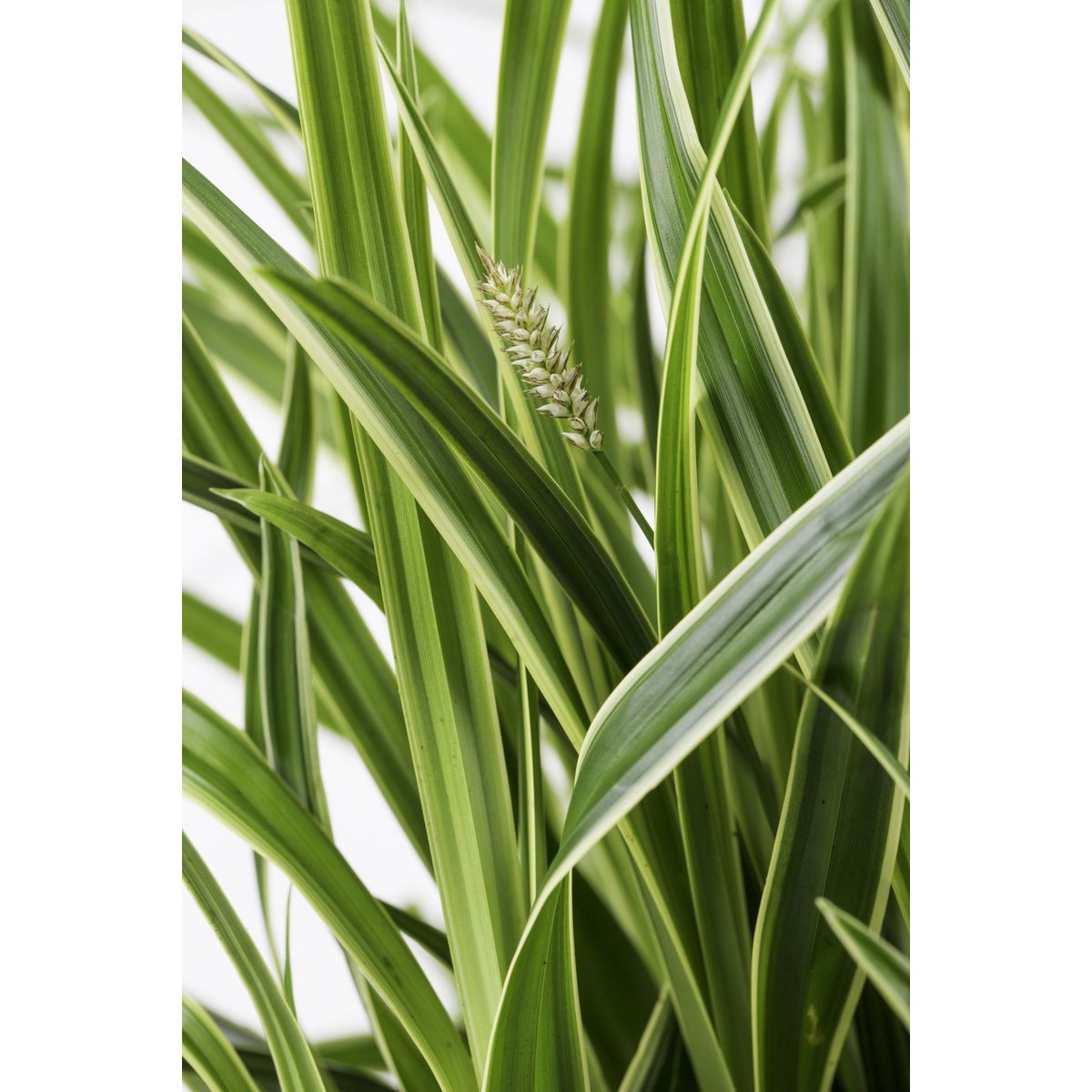 Siergras 3x Carex Morrowii 'Ice Dance' 30cm Ø14cm