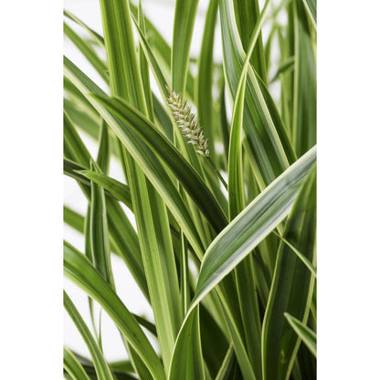 Siergras 3x Carex Morrowii 'Ice Dance' 30cm Ø14cm