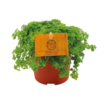 Verlaagde stapel - Ø10,5 cm - ↕15 cm