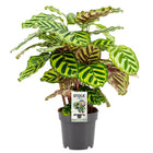 Kamerplant Calathea Makoyana Ø14cm 45cm