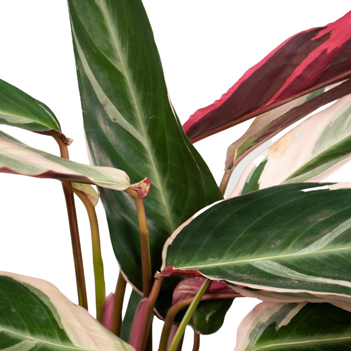 Kamerplant Calathea Triostar Ø19cm 70cm