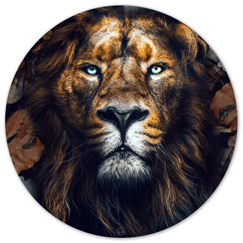Muurcirkel Dibond 60 cm lion leaves