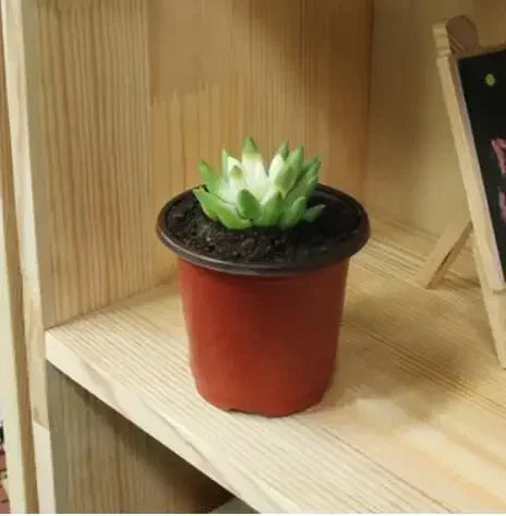 Kunststof Kweekbak Valbestendig voor Zaailingen