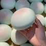 Blauw broodje