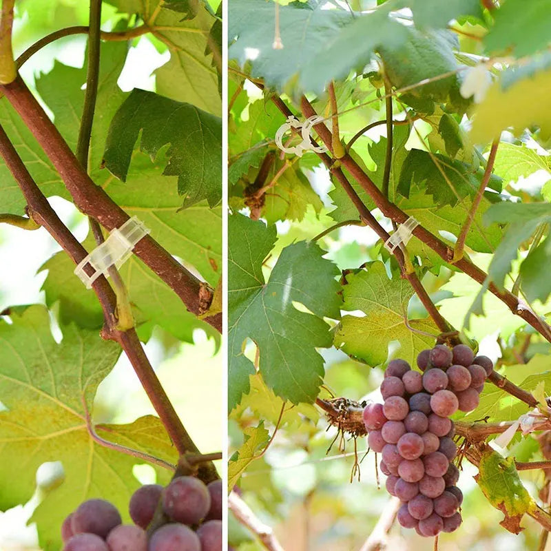 Herbruikbare Plantenclips voor Klimplanten