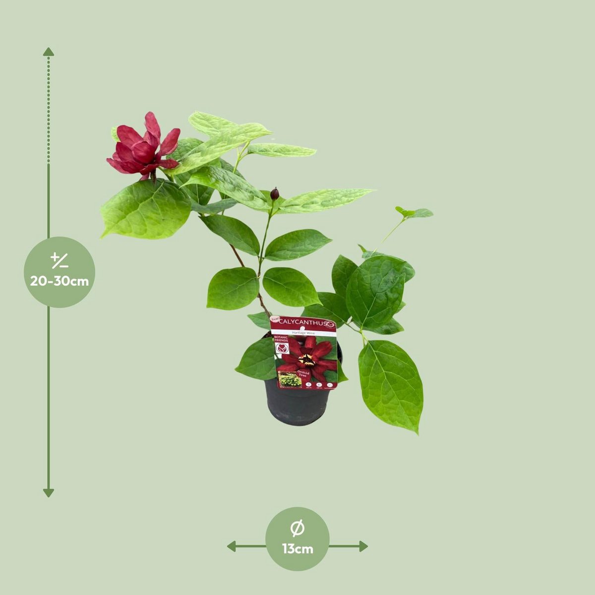 Sinocalycanthus 'Hartlage Wine'â® - Ø13 - ↨20cm