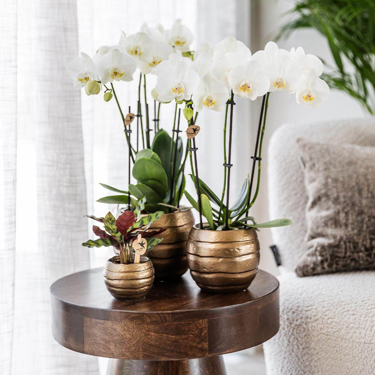 Rood-gele Phalaenopsis Orchidee in Bee pot Ø9cm