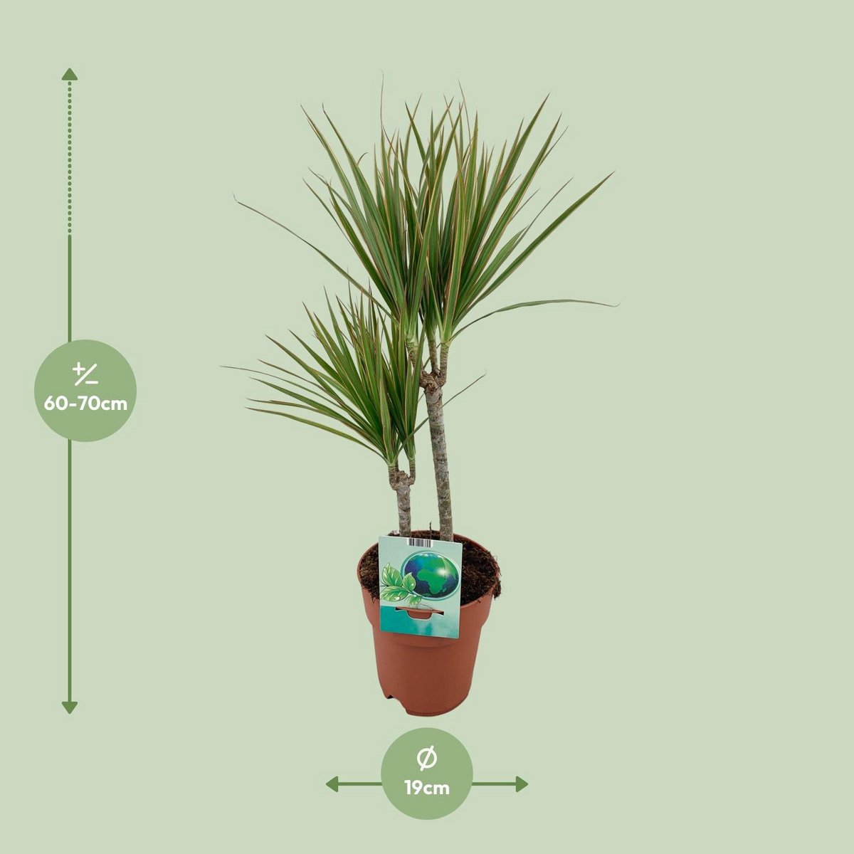Dracaena margina bicolor - Ø19cm - ↕70cm