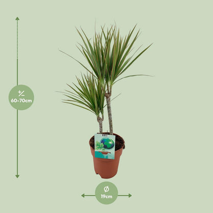 Dracaena margina bicolor - Ø19cm - ↕70cm
