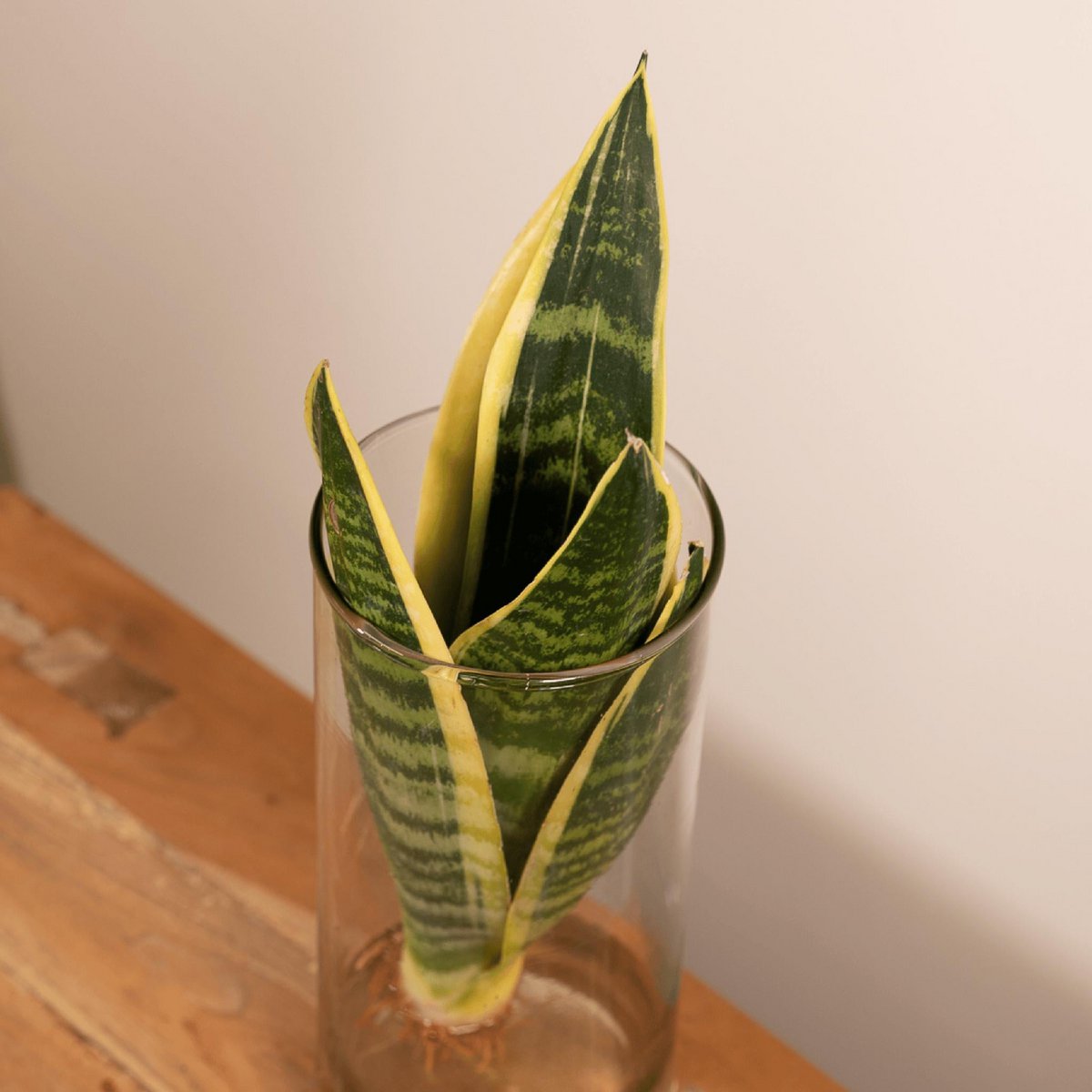 Sansevieria in cylinder glass - ø12cm - ↕30cm