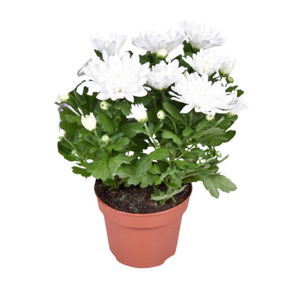 Chrysant kussen Ø12cm 26cm wit
