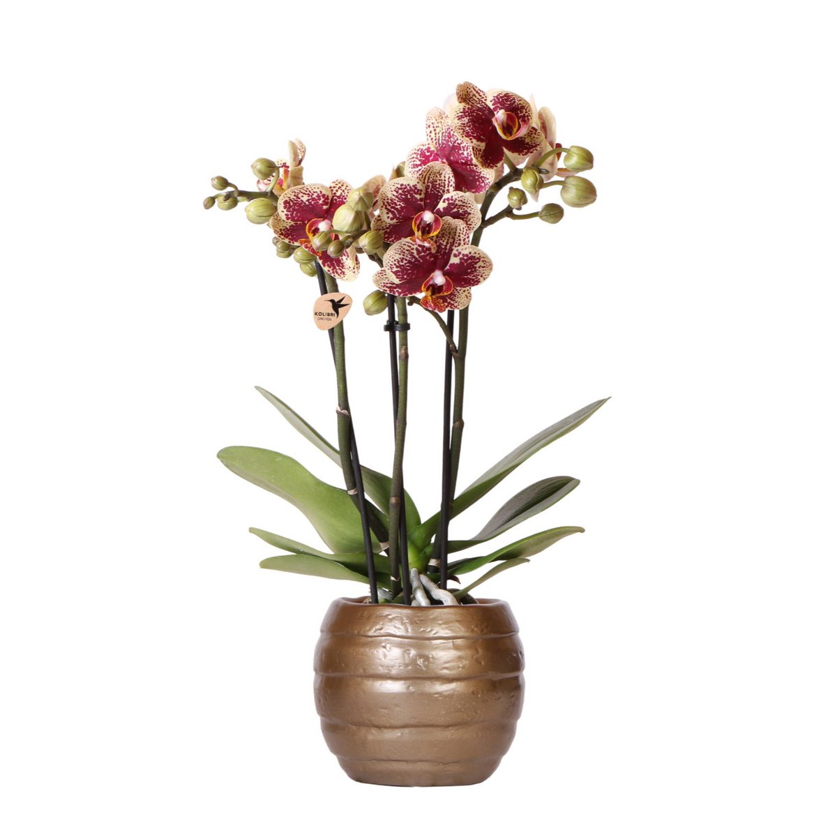 Rood-gele Phalaenopsis Orchidee in Bee pot Ø9cm
