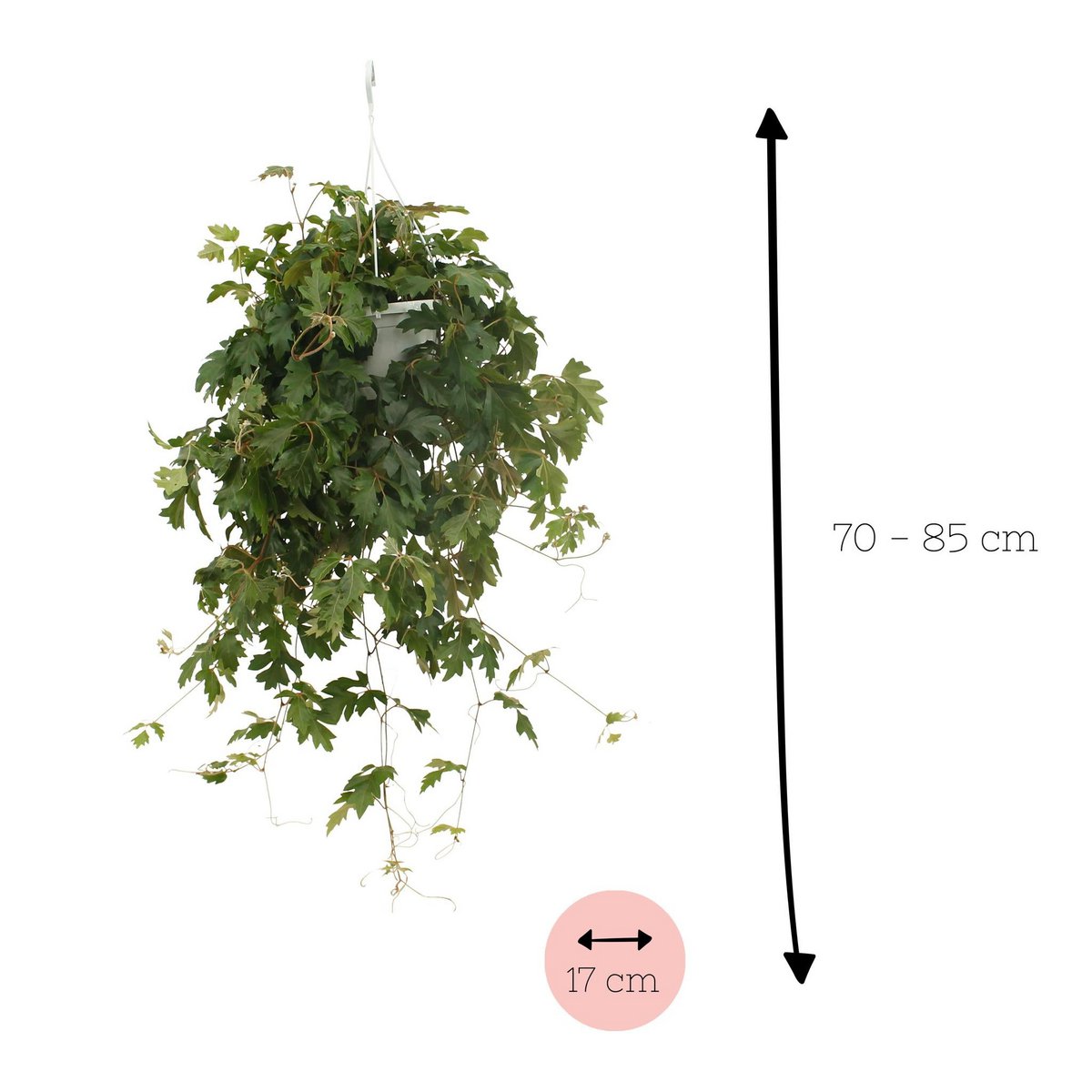 Kamerplant Cissus Ø17x70 cm