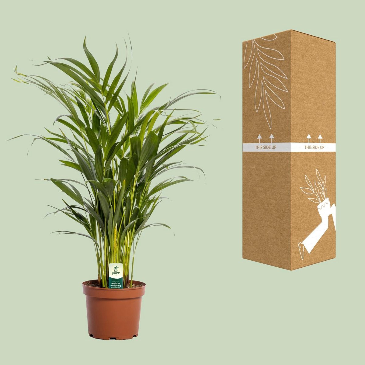 Areca palm Dypsis lutescens Ø17x65 cm terracotta pot