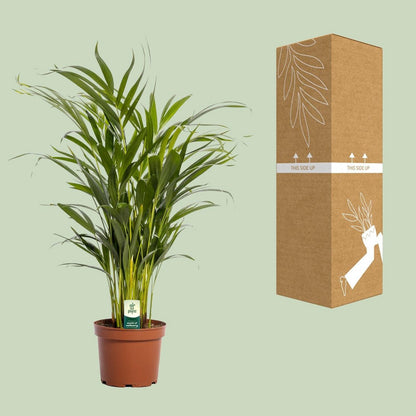 Areca palm Dypsis lutescens Ø17x65 cm terracotta pot