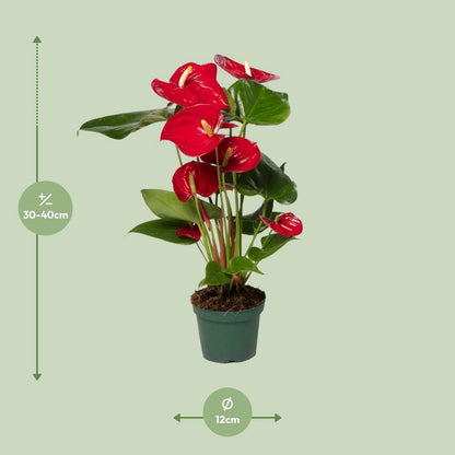 Anthurium red - Ø12cm - ↕40 cm