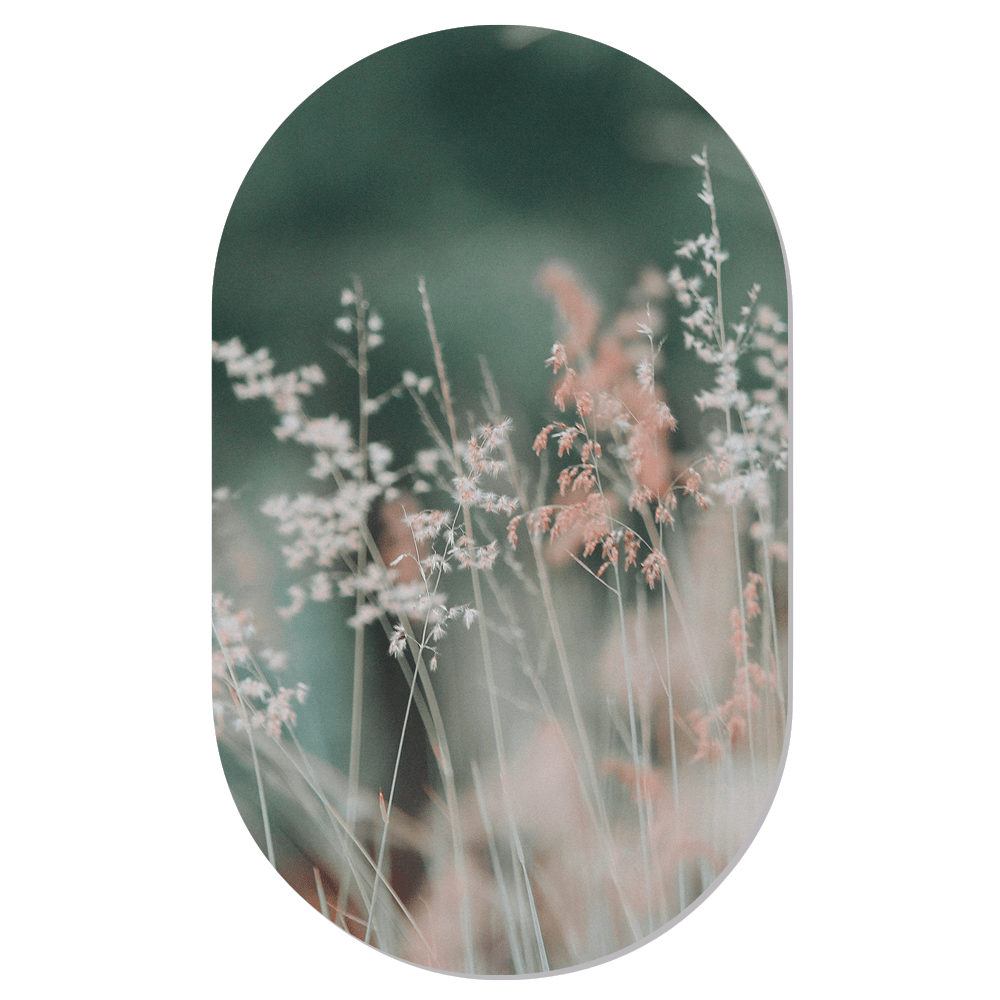 Wall fescue