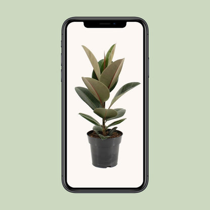 Ficus stevige elastiek - Ø17cm - ↕55cm