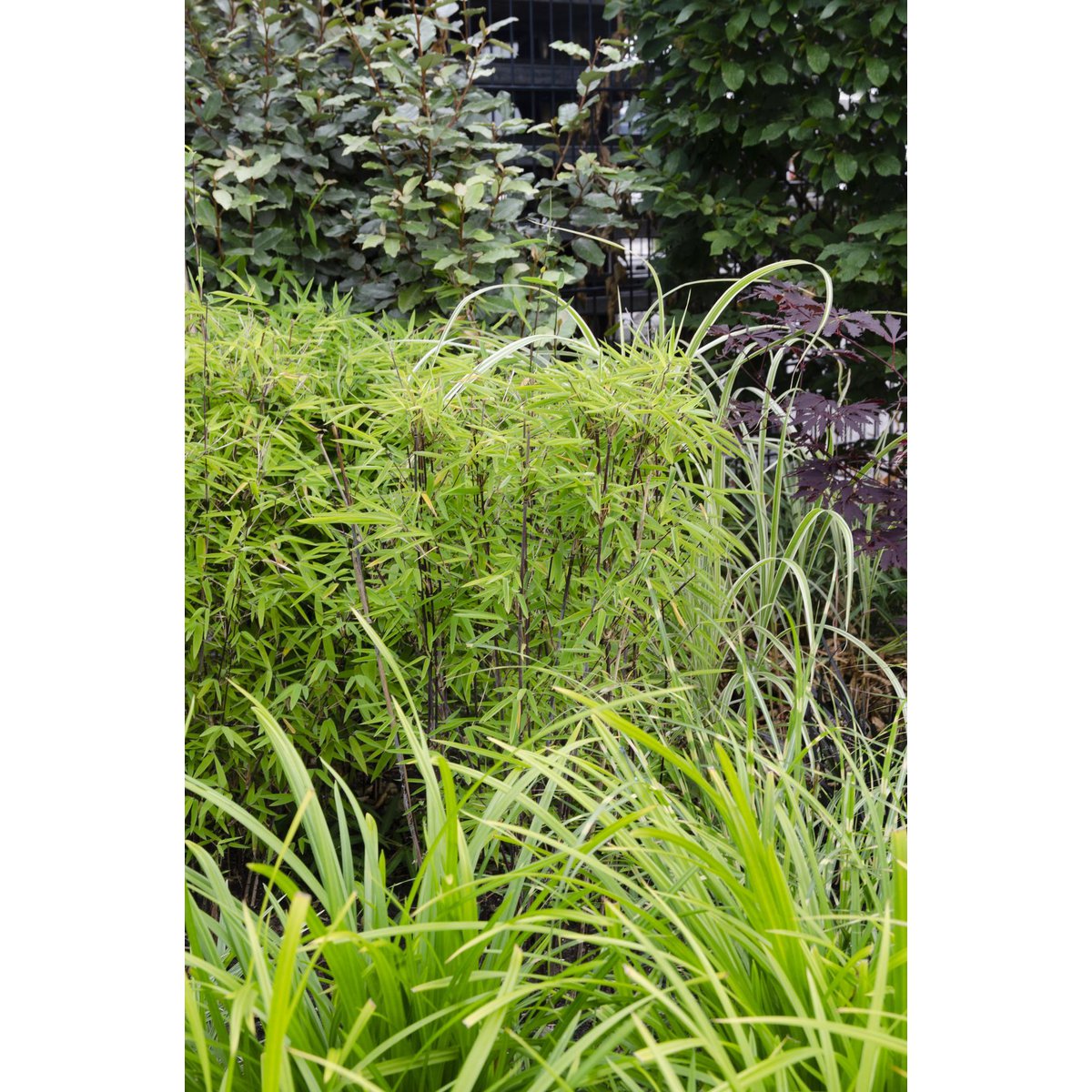 Carex Morrowii Irish Green - Ø19cm - ↕40cm - Ø19 - ↨40cm