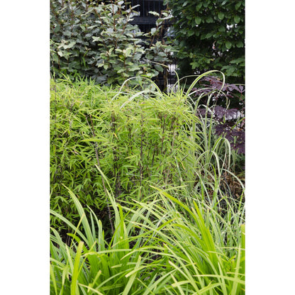 Carex Morrowii Irish Green - Ø19cm - ↕40cm - Ø19 - ↨40cm