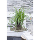Siergras 3x Carex Morrowii 'Ice Dance' 30cm Ø14cm