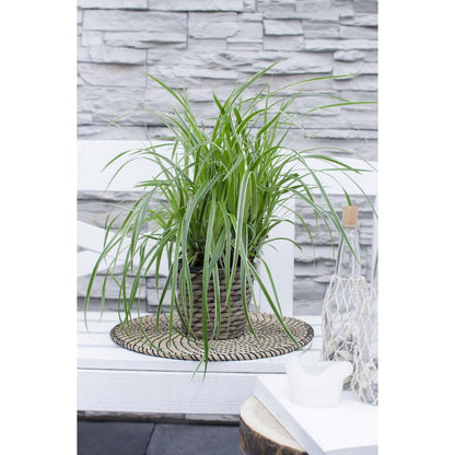 Siergras 3x Carex Morrowii 'Ice Dance' 30cm Ø14cm