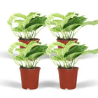 Epipremnum Marble Queen 4 stuks ø12cm