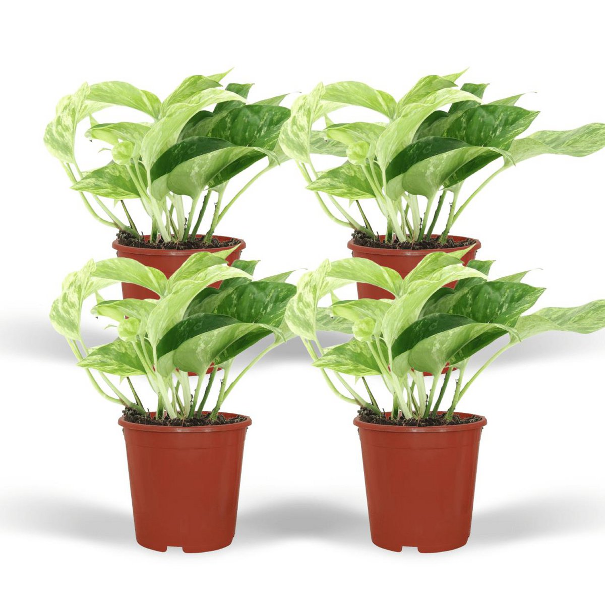 Epipremnum Marble Queen 4 stuks ø12cm