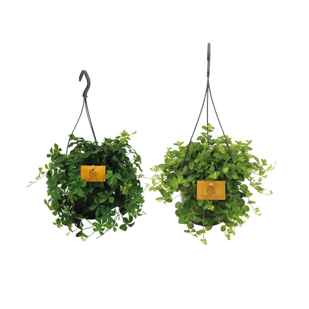 Hangplant duo 2 stuks Ø15cm 25cm