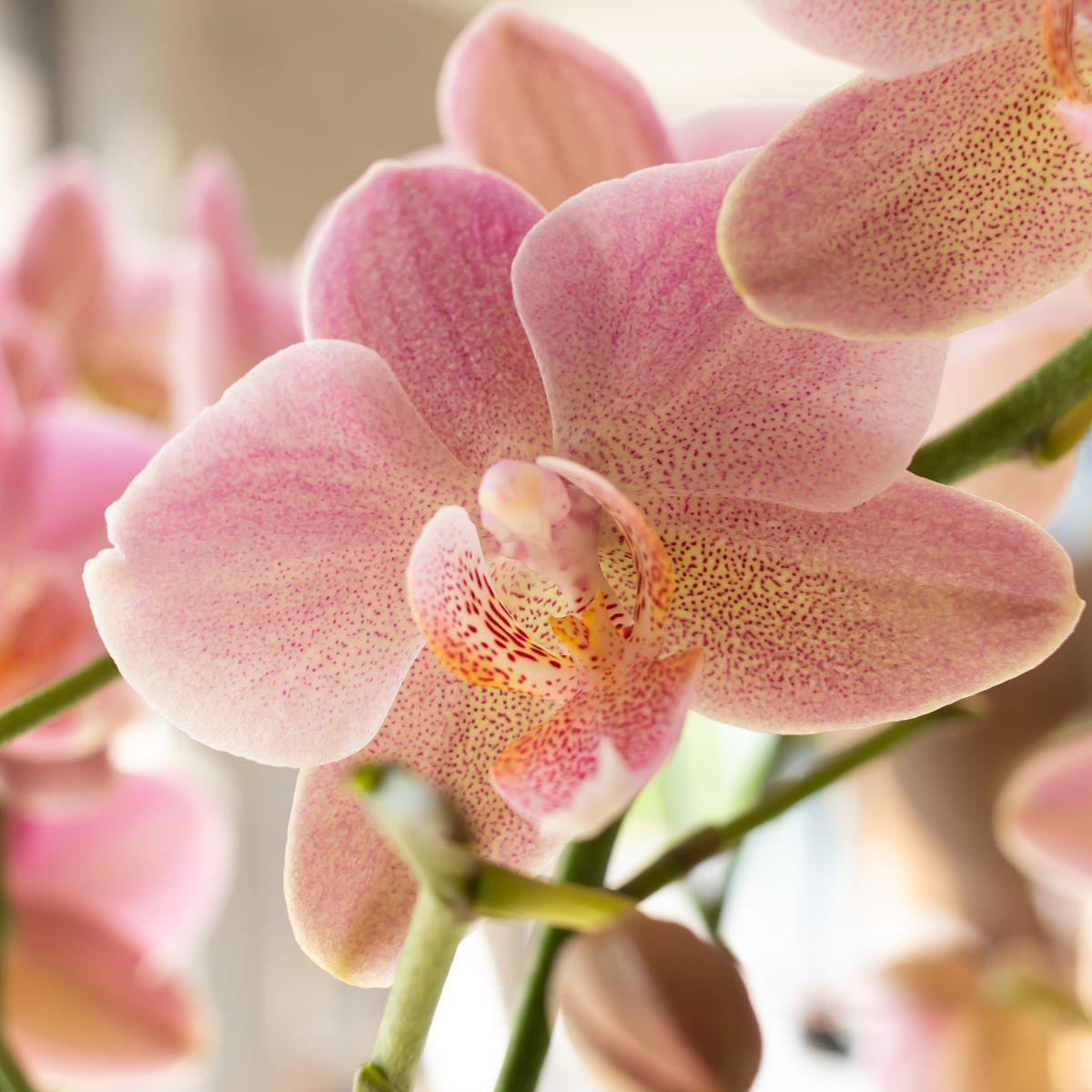 Oudroze Phalaenopsis Orchidee (Treviso) | Bloeiende Kamerplant Ø12cm pot