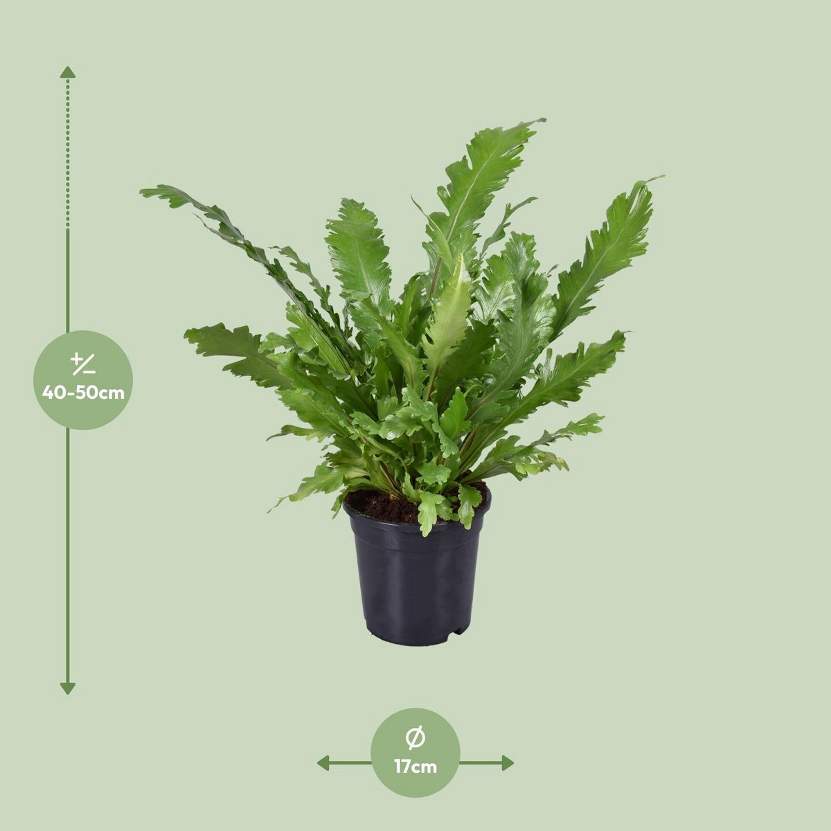 Vogelnestvaren Asplenium nidus Ø117x45 cm