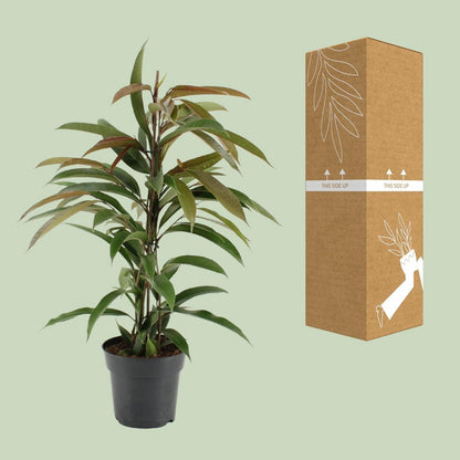Kamerplant Ficus Binnendijkii Amstel King 70cm potmaat Ø17cm