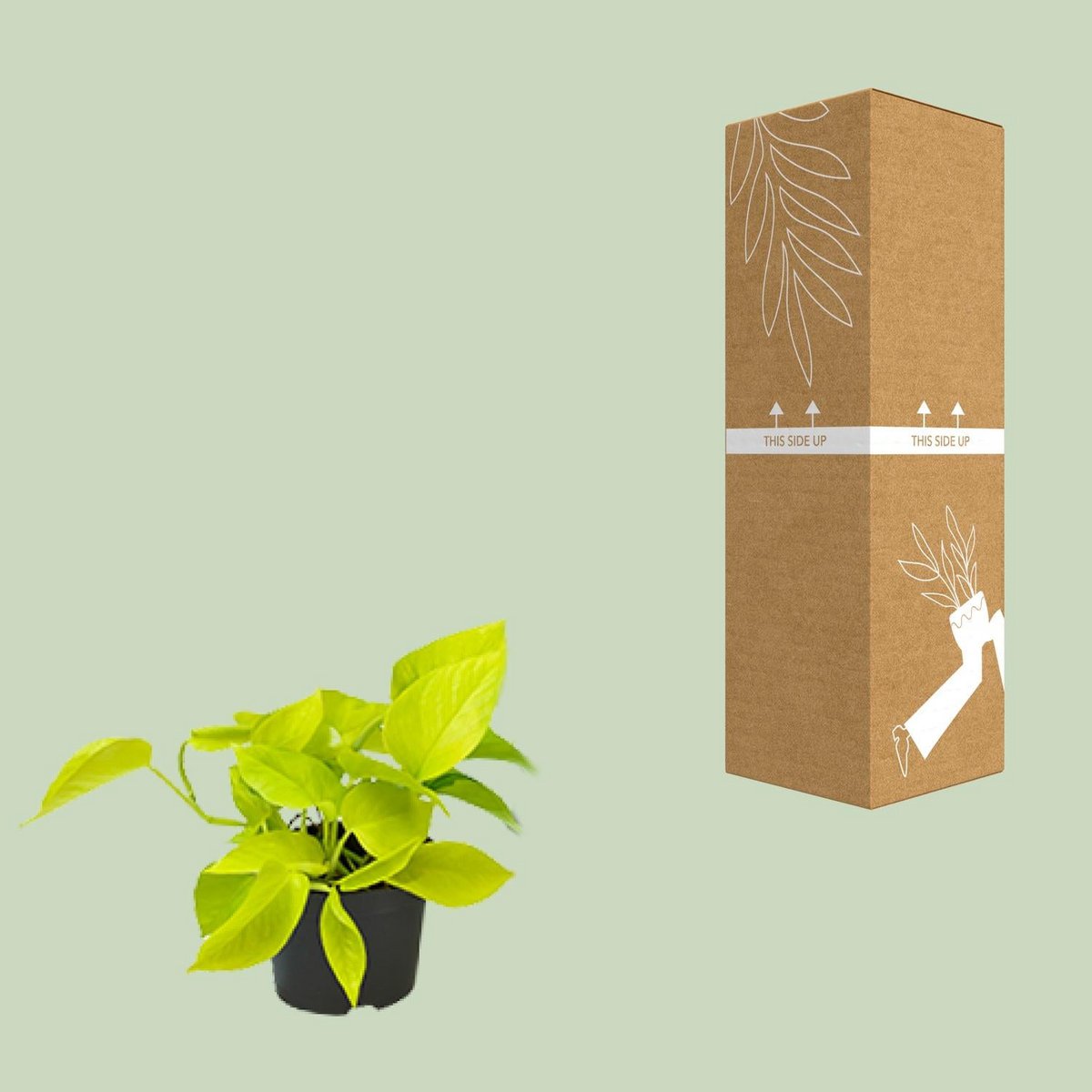 Kamerplant Epipremnum Golden Pothos Ø12 cm