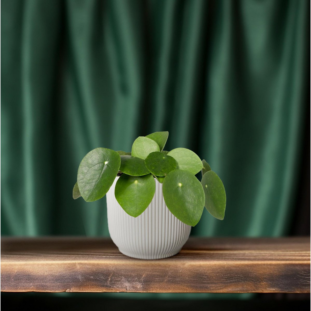 Pilea Peperomioides - Pancake Plant - Ø12cm - ↕20 cm