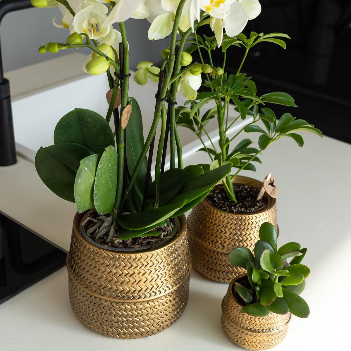 Groove Bloempot van Keramiek – Goud – Potmaat Ø9 cm