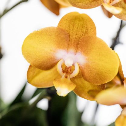 Oranje Orchideeënset in Rieten Mand met Waterreservoir