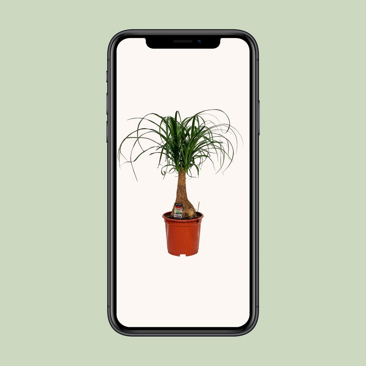 Beaucarnea Nolina - Ø19cm - ↕60cm