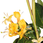 Kamperfoelie Lonicera Henryi 3x 65cm pot Ø15cm