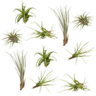 Tillandsia luchtplant mix 10 stuks ø6cm